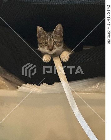 猫 ねこ ネコ 134155142