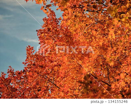 針木浄水場の紅葉 134155246