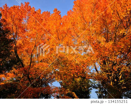 針木浄水場の紅葉 134155251