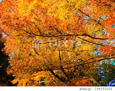 針木浄水場の紅葉 針木浄水場の紅葉 134155253
