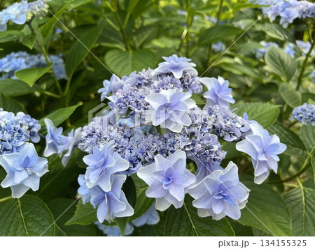 紫色のアジサイ・Purple hydrangea 紫色のアジサイ・Purple hydrangea 134155325