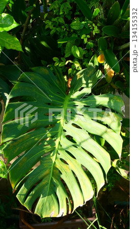 Monstera Deliciosa Leaf in Sunlight, natural background Monstera Deliciosa Leaf in Sunlight, natural background 134155332
