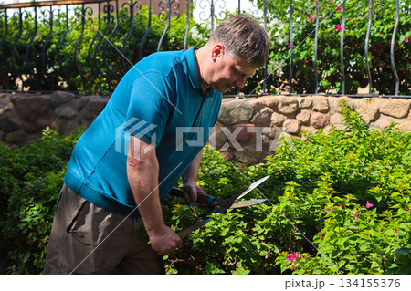 Adult Man Pruning Bushes in His Garden with Shears, Enjoying a Productive Day at Home Surrounded by Lush Greenery and Nature 134155376