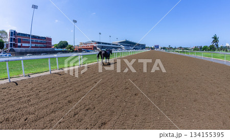 Race Horse Ejected Track Walking Back Inside Perspective 134155395