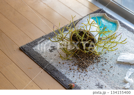 ひっくり返ってしまった鉢植え リプサリスが倒れて土をマットにこぼしている ひっくり返ってしまった鉢植え リプサリスが倒れて土をマットにこぼしている 134155400