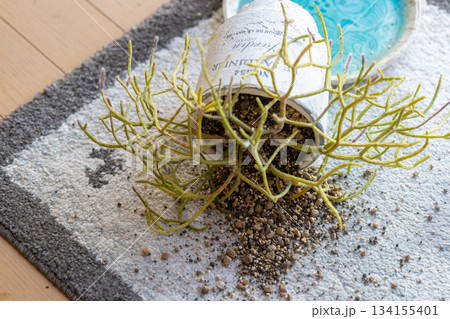ひっくり返ってしまった鉢植え リプサリスが倒れて土をマットにこぼしている ひっくり返ってしまった鉢植え リプサリスが倒れて土をマットにこぼしている 134155401