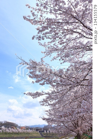 街並みの満開桜と六甲山系 街並みの満開桜と六甲山系 134155579