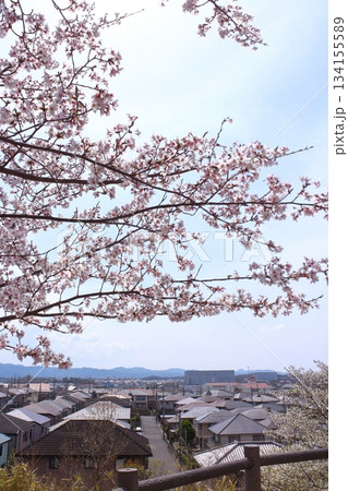 街並みと満開桜 134155589