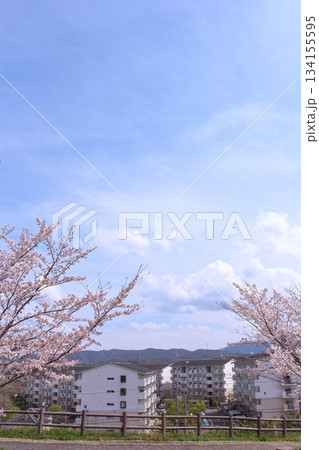 街並みと満開桜 街並みと満開桜 134155595