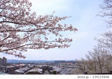 街並みと満開桜 街並みと満開桜 134155606