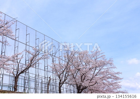 学校のフェンスと満開桜 学校のフェンスと満開桜 134155616