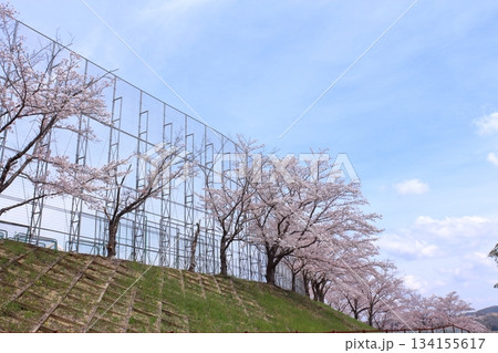 学校のフェンスと満開桜 学校のフェンスと満開桜 134155617