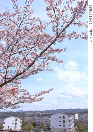 街並みと満開桜 134155623