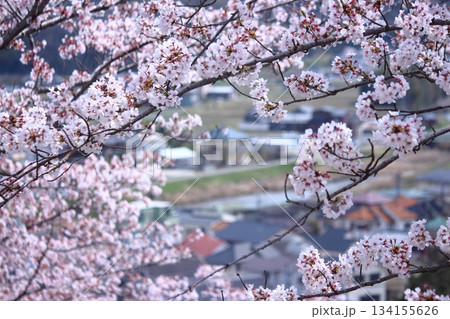 街並みと満開桜 街並みと満開桜 134155626