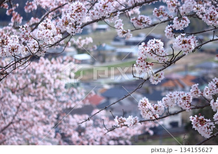 街並みと満開桜 134155627