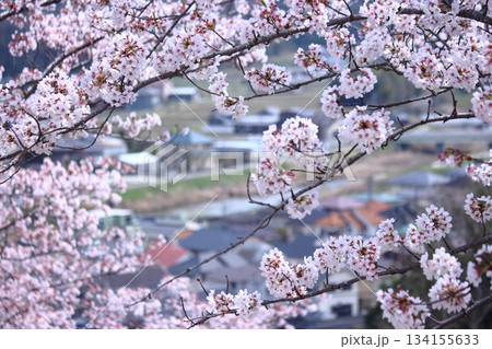 街並みと満開桜 街並みと満開桜 134155633
