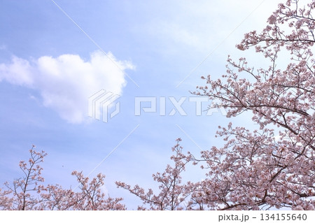 青空と満開桜 134155640