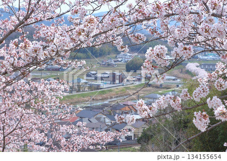 街並みと満開桜 街並みと満開桜 134155654