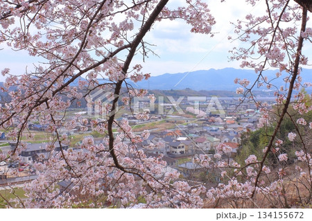 六甲山系と満開桜 六甲山系と満開桜 134155672
