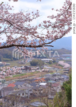 街並みの満開桜と六甲山系 街並みの満開桜と六甲山系 134155690