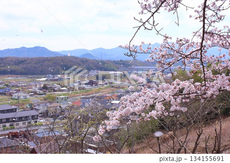 街並みの満開桜と六甲山系 街並みの満開桜と六甲山系 134155691