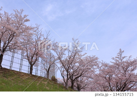 学校のフェンスと満開桜 学校のフェンスと満開桜 134155715