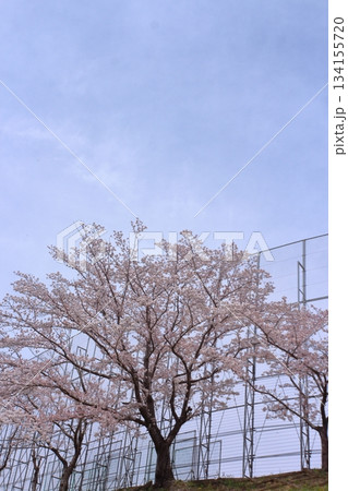 学校のフェンスと満開桜 学校のフェンスと満開桜 134155720