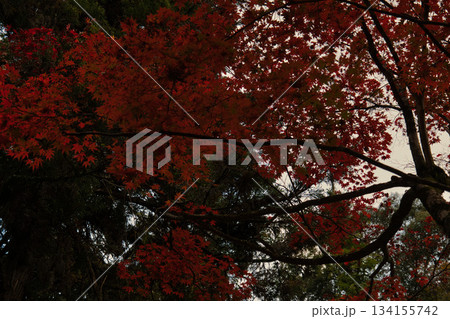 真っ赤な紅葉 真っ赤な紅葉 134155742