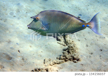 Naso unicornis fish Naso unicornis fish 134156037
