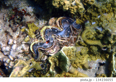 Giant Clam from the Red Sea 134156055