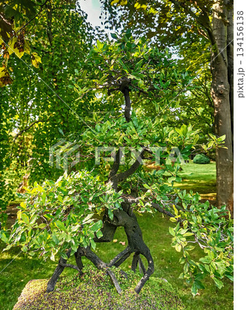 nice spring garden in czech republic nice spring garden in czech republic 134156138