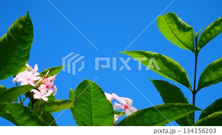 Pink Tropical Blossoms Against a Bright Blue Sky Pink Tropical Blossoms Against a Bright Blue Sky 134156203