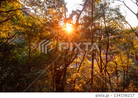 大山登山、神奈川県 大山登山、神奈川県 134156217