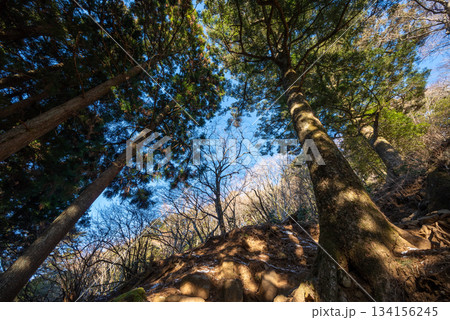 大山登山、神奈川県 134156245