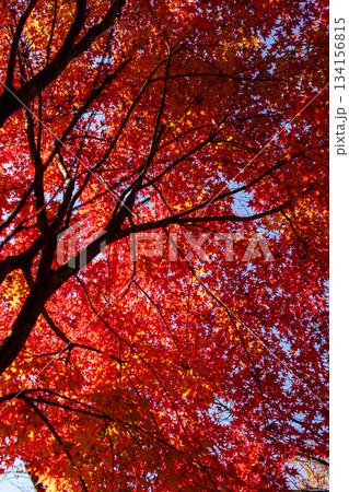 真っ赤に染まる紅葉 真っ赤に染まる紅葉 134156815
