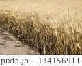 実った小麦 134156911