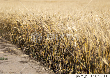 実った小麦 134156911
