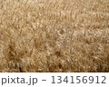 実った小麦 134156912