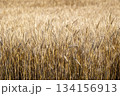 実った小麦 134156913