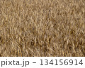 実った小麦 134156914