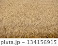 実った小麦 134156915