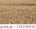 実った小麦 134156916