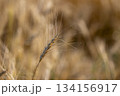実った小麦 134156917