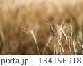 実った小麦 134156918