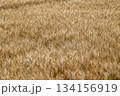 実った小麦 134156919