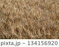 実った小麦 134156920