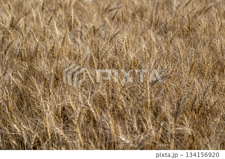 実った小麦 134156920