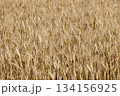 実った小麦 134156925