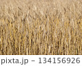 実った小麦 134156926