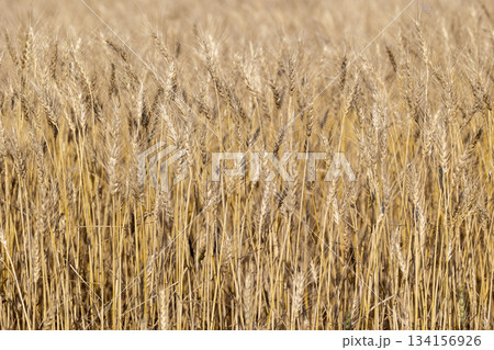 実った小麦 134156926